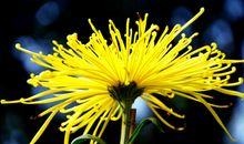 绽放在初冬的菊花