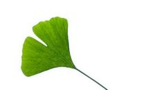 不仅仅是银杏叶