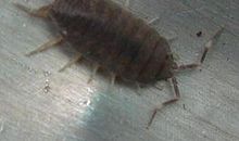 我们家的三条虫