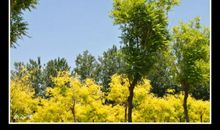 白杨树下的等候