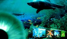 青岛海底世界游记