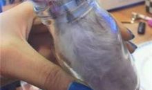 一只小仓鼠的遭遇