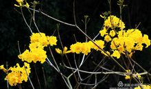 迎着风自由地绽放