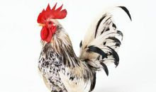 我家的“大花将”——公鸡