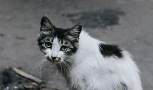 奶奶家的小白猫