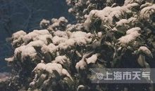 2019年的最后一场雪