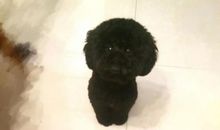 说服妈妈在家养狗