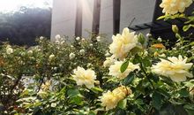 森林超市里的玫瑰花