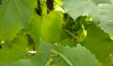 不赖绿叶独自向阳