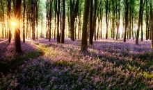 森林之花长开不败