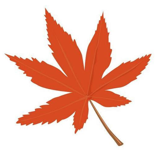 我是小枫叶