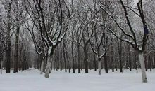 2020年的第—场雪