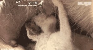 说服妈妈养一只小狗