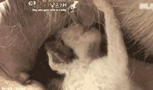 说服妈妈养小狗