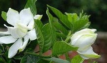 关于栀子花的作文