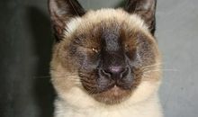 外婆家的大黄狗