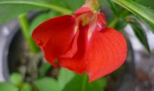 我的植物朋友凤仙花