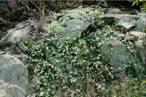 苔藓