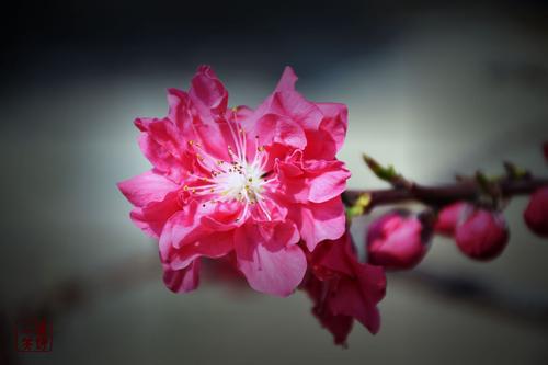 桃花盛开