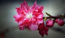 桃花开得如其灿灿