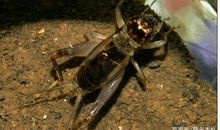 假期趣事斗蛐蛐