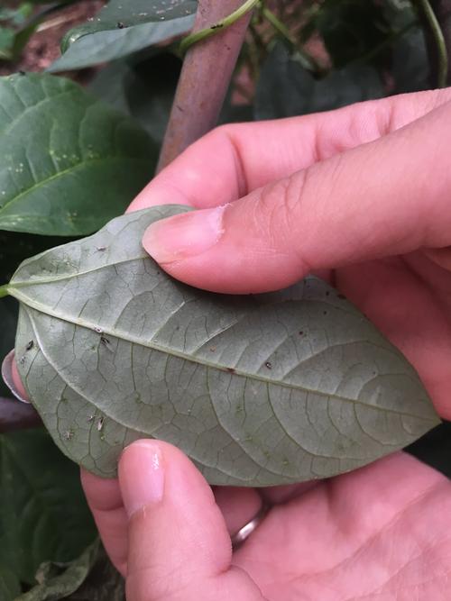 除害虫