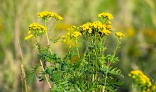 角落的开花的草