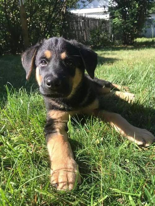 说服妈妈同意养狗