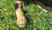 说服妈妈同意养狗