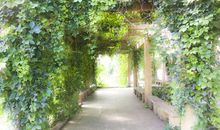 校园的绿色长廊