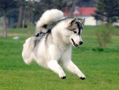 训练幼犬