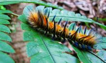 观察毛毛虫