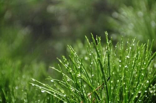 多雨的