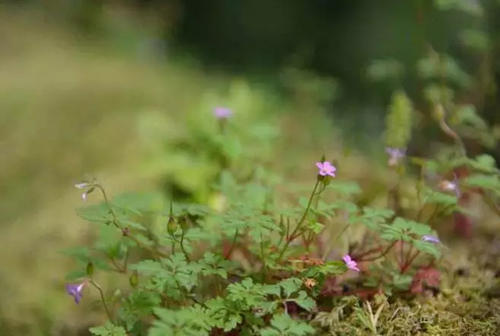 苔藓花灵