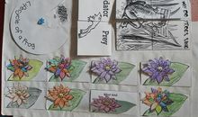 我家鱼缸的观察日记