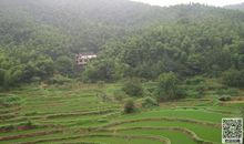 我爱故乡的柑橘作文