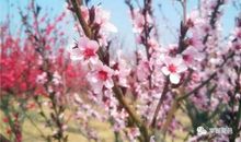 桃花的魅力