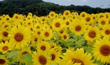 梦想花开香满园