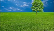 那棵大树还记得