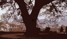 记忆中的老槐树