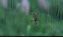 蜘蛛织网的启示