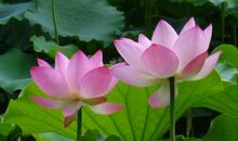 夏天的荷花作文