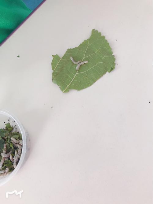 有趣的蚕