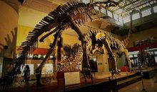 上海自然博物馆一日游