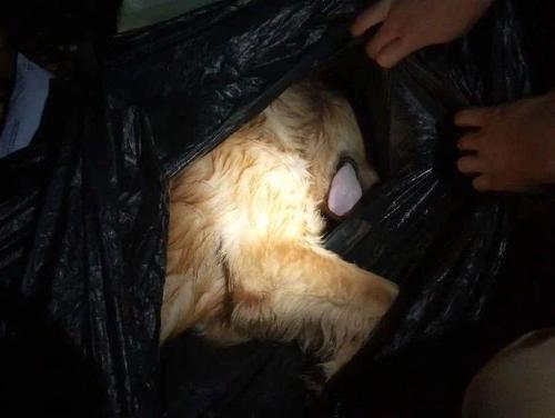 珍惜生命，善待动物