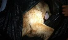 敬畏生命善待动物