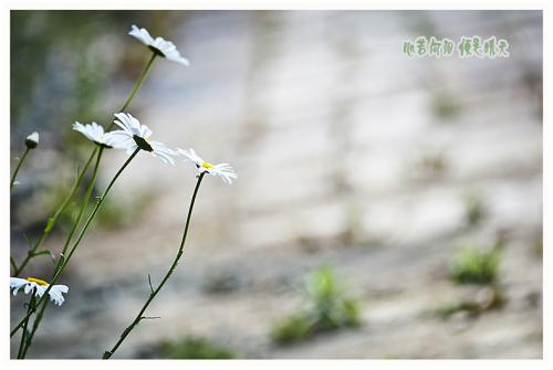 心中明亮的月亮是晴天