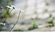 心藏明月便是晴天