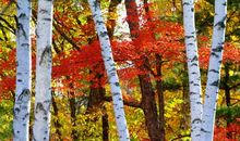 秋天里的凤凰山