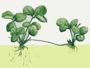 植物繁殖